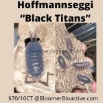 black titans.jpg