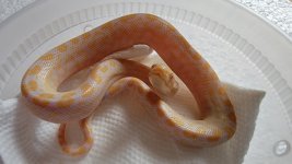 albinofemale03.jpg