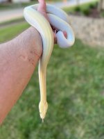 Ivory 2.jpg