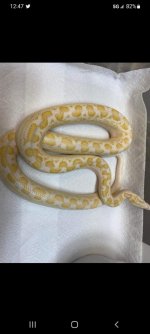 motheralbino.jpg