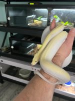 Ivory 4.jpg