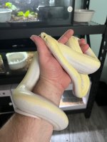 ivory 5.jpg