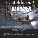 Casteldaccia.jpg