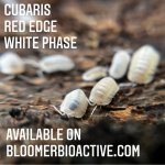 cubaris red edge white phase.jpg