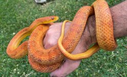 Everglades4.jpg