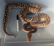 light male angolan.jpg