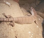 Female3PygmyMulgaPostLaying2.jpg