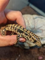 P+P fire ice hybrid 66% Het albino baby.jpg