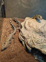 P+P puple (HET albino) 7-7-22.jpg