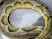 suntiger het ghost male 1.jpg