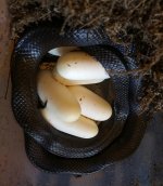 IMG_9985-Lampropeltis nigrita with eggs.jpg
