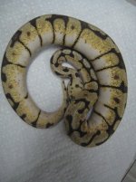 bee1.jpg