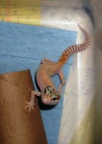 raptormale 003.jpg