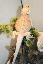 Lizards-new 202.jpg