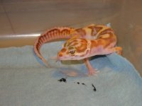 male 2010 geckos 001.jpg
