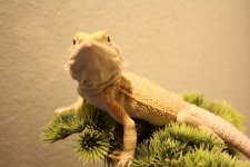 Lizards-new 290.jpg
