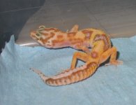 male 2010 geckos 004.JPG