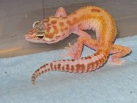 male 2010 geckos 008.JPG