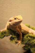 Lizards-new 287.jpg