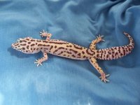 Mack Snow Female 35g.jpg
