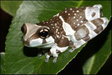amazon-milk-frog.jpg