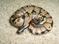 Enchi 1.jpg