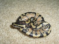 Enchi 2.jpg