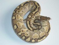 female lesser.JPG