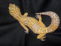 soccer lizard 169.jpg