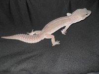 soccer lizard 152.jpg