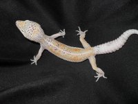 soccer lizard 176.jpg