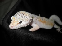 soccer lizard 181.jpg