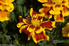 DSC_0012.jpg