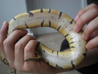 woma belly.jpg