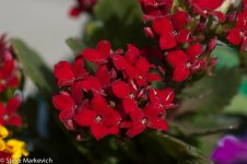 DSC_0013.jpg