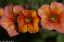 DSC_0015.jpg