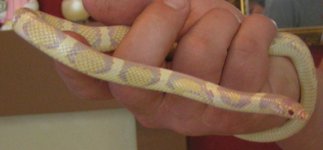 Edge4 cropped.jpg