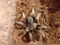 Little Rincon female pic 1.jpg