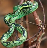 Ceylon-Pit-Viper.jpg