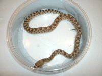 Sonoran Gopher house juvi male Pic 1.JPG