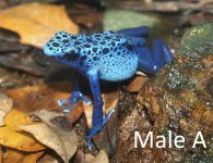 azureus_male (1).jpg