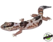 whiteout-african-fat-tail-gecko-for-sale.jpg