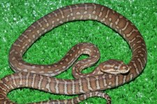 M bredli+.jpg