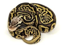 ballpython.jpg