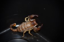 Western forest scorpion.jpg