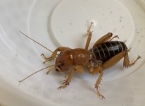 Jerusalem cricket.jpg
