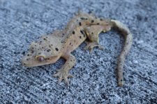 IMG_0388.jpg