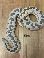 RSSB St SS Sire.jpeg