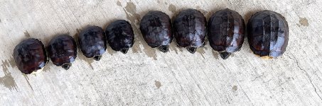 SnailEatingturtles.jpg