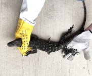 Crocmonitor.jpg